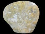 Free-Standing Polished Fossil Coral (Actinocyathus) Display #69369-2